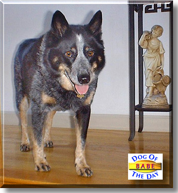 Babe, the Dog of the Day
