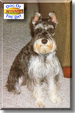 Winifred Pooh, the Dog of the Day