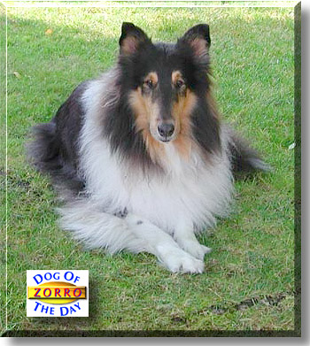 Zorro, the Dog of the Day