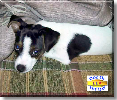 Lex, the Dog of the Day