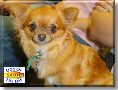 Sadie, the Dog of the Day