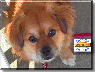 Winger, the Dog of the Day