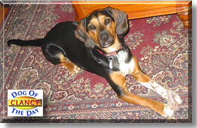 Clancy, the Dog of the Day