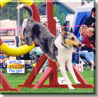 Bruce, the Dog of the Day