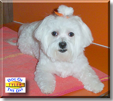Tyler, the Dog of the Day