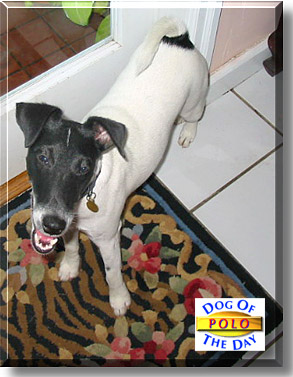 Polo, the Dog of the Day