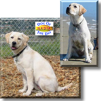 Nadia, the Dog of the Day