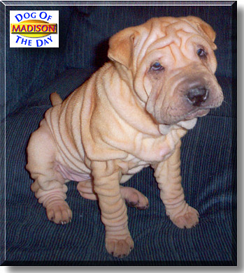 Madison Anne, the Dog of the Day
