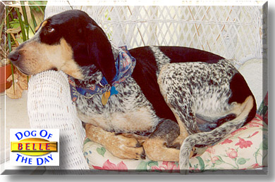 Belle, the Dog of the Day