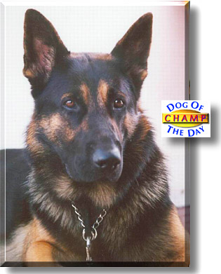 Champ, the Dog of the Day