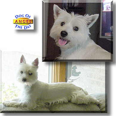 Angel, the Dog of the Day