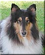 Zorro