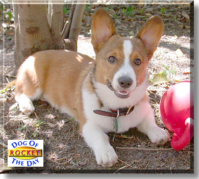 Rocket Sauce, the Dog of the Day