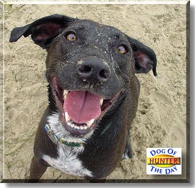 Hunter, the Dog of the Day