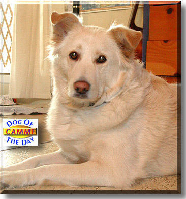 Cammi, the Dog of the Day