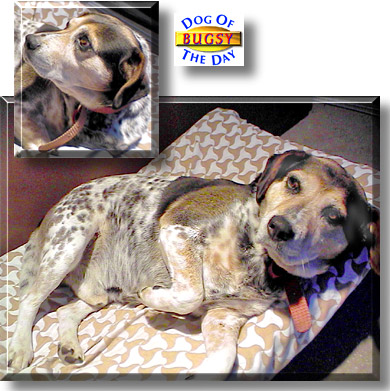 Bugsy, the Dog of the Day