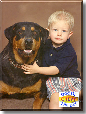 Chevy, the Dog of the Day