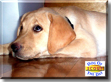 Scout, the Dog of the Day