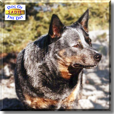 Sadie, the Dog of the Day