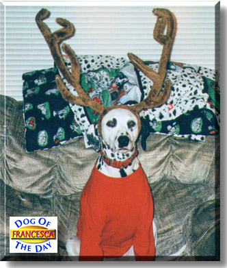 Lady Francesca of Flo, the Dog of the Day