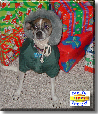 Tippy, the Dog of the Day
