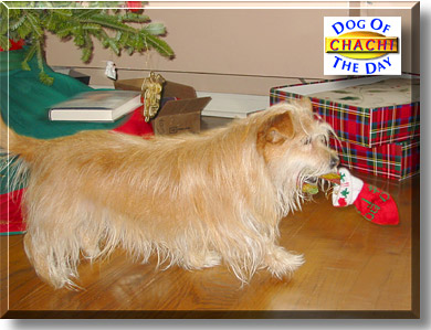 Chachi, the Dog of the Day