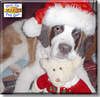 Mazie, the Dog of the Day