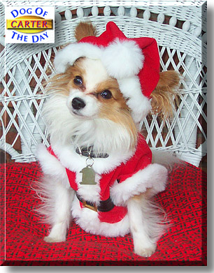 Carter, the Dog of the Day