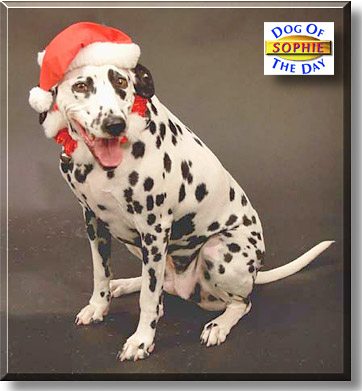 Sophie, the Dog of the Day