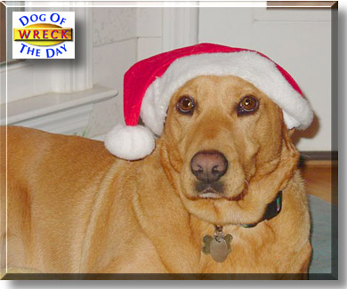 Wreck, the Dog of the Day