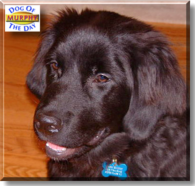 Murphy, the Dog of the Day