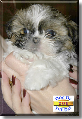 Zoe, the Dog of the Day