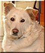 Cammi