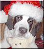 Mazie