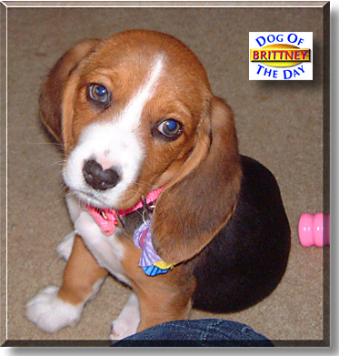 Brittney, the Dog of the Day