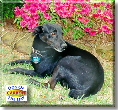 Carbon, the Dog of the Day