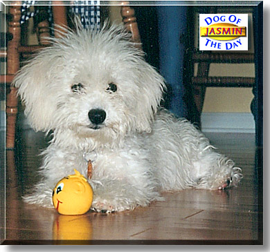 Jasmin, the Dog of the Day