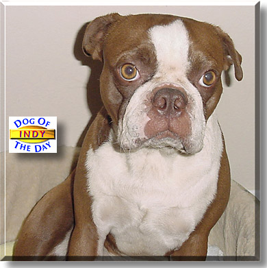 Indy, the Dog of the Day