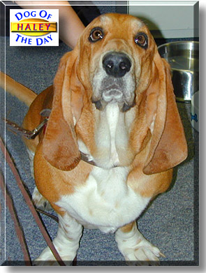Haley, the Dog of the Day