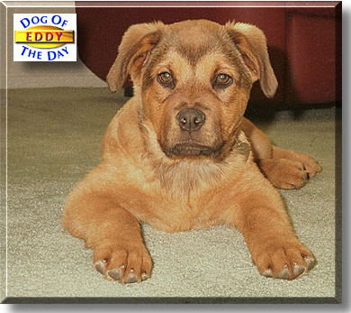 Eddy, the Dog of the Day