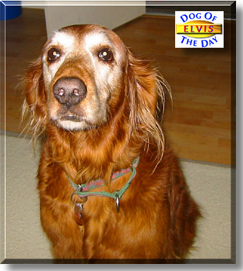 Elvis, the Dog of the Day