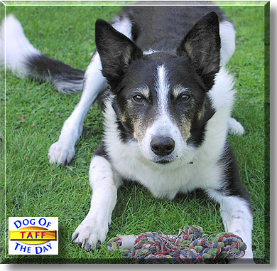 Taff, the Dog of the Day