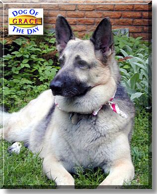 Grace, the Dog of the Day