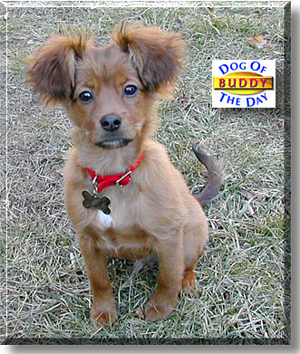 Buddy, the Dog of the Day