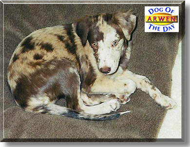 Arwen, the Dog of the Day