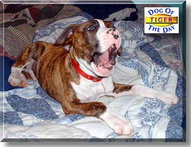 Tiger, the Dog of the Day