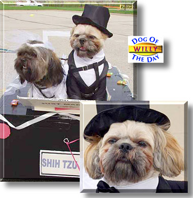 Willy, the Dog of the Day
