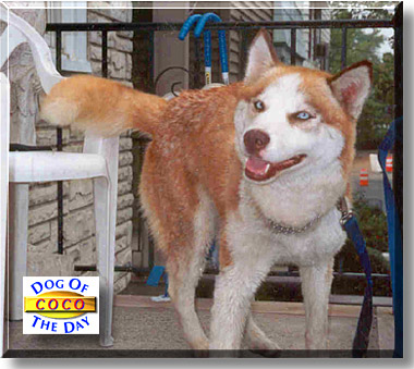 Coco, the Dog of the Day