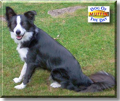 Muffin, the Dog of the Day