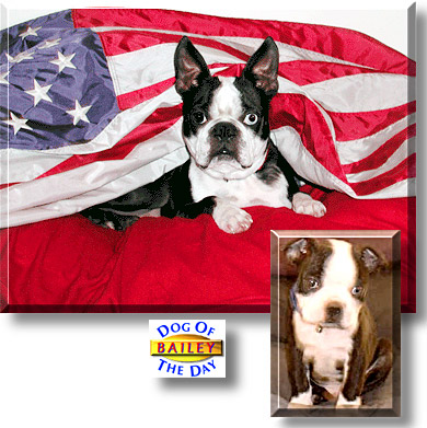 Bailey, the Dog of the Day